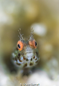 "Hazy"
A Roughhead Blenny with a soft background. I real... by Chase Darnell 